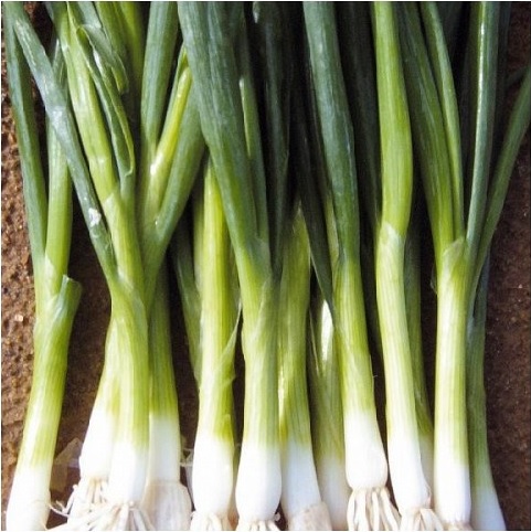 Allium, Garden Onion, Bunching Onion Baja Verde