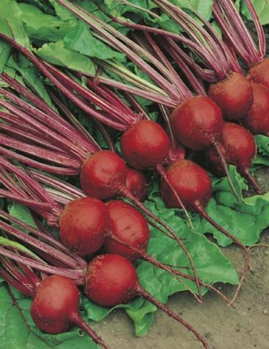 Beet Crimson Globe