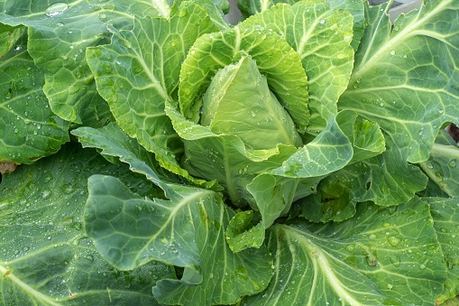 Cabbage Oxheart Medium