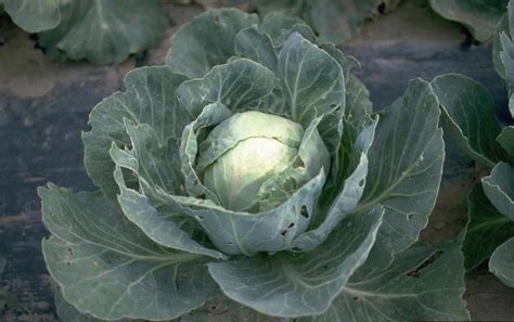 Cabbage Sanibel