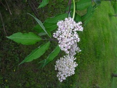 Transpecos Cress