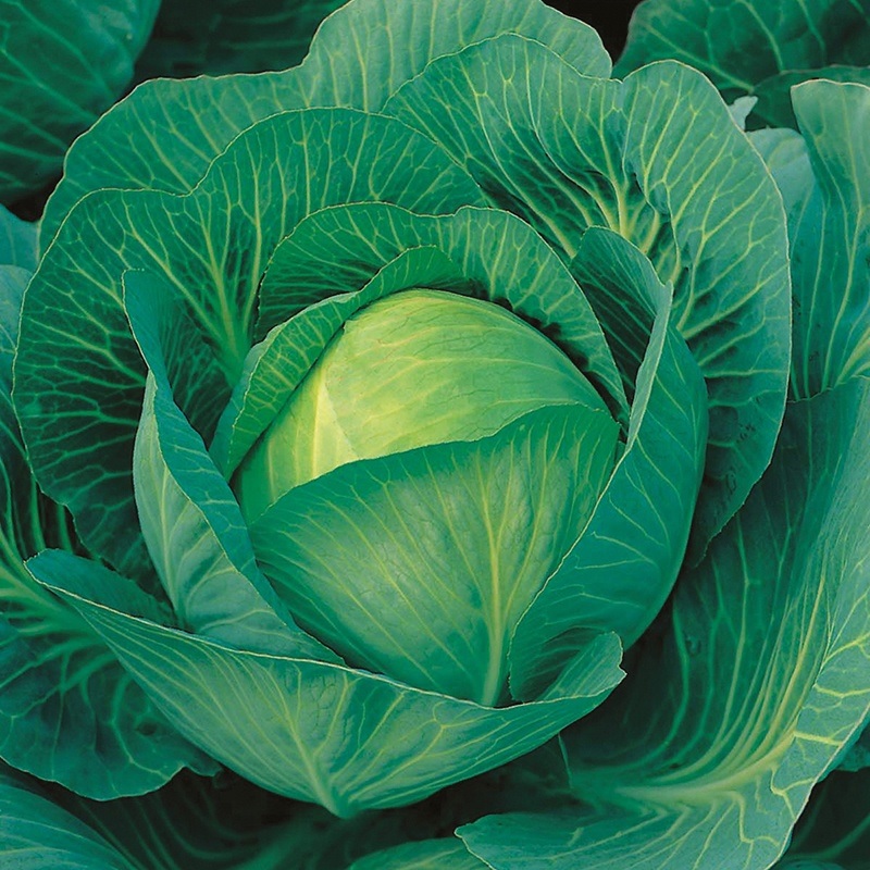Cabbage Sherwood