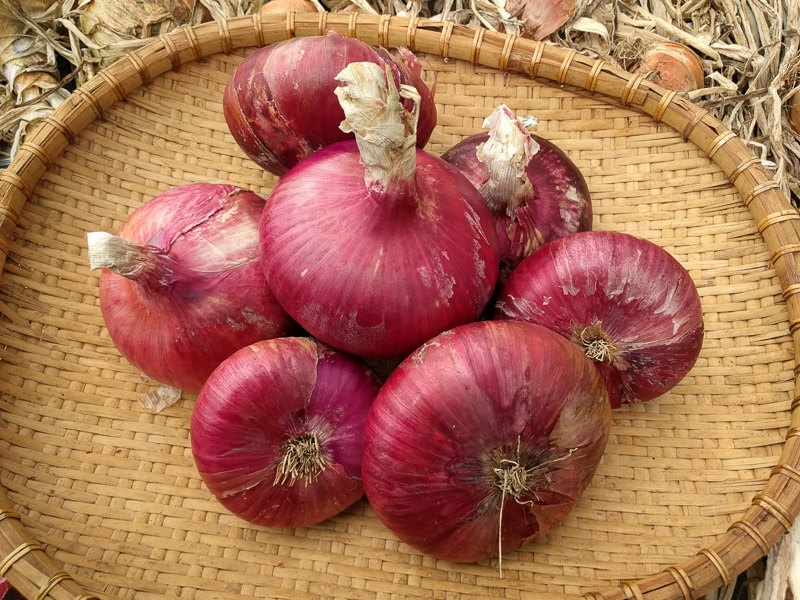 Allium, Garden Onion, Edible Onion, Red Onion Rossa Toscano