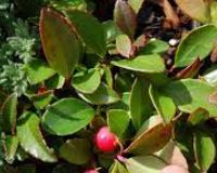 Gaultheria Species, American Wintergreen, Boxberry, Checkerberry, Eastern Teaberry,