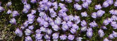 Mazus Species, Miquels Mazus