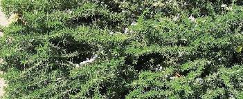 Salvia, Creeping Rosemary, Prostrate Rosemary Prostratus
