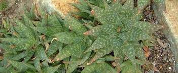 Aloe Species, African Aloe, Soap Aloe