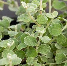Helichrysum, Licorice Plant Limelight