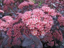 Hylotelephium, Sedum, Showy Stonecrop Purple Emperor