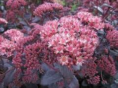 Hylotelephium, Sedum, Showy Stonecrop 'Purple Emperor'