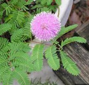 Mimosa Species, Powderpuff, Sensitive Plant, Sunshine Mimosa