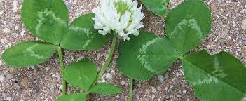 Trifolium Species, Ladino Clover, White Clover, White Dutch Clover