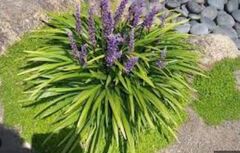 Liriope Species, Creeping Lily Turf, Lilyturf, Monkey Grass