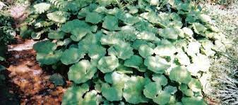 Tussilago Species, Butterbur, Coughwort, Horsehoof, Huflattich