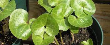 Asarum Species, European Wild Ginger, Hazelwort, Spikenard