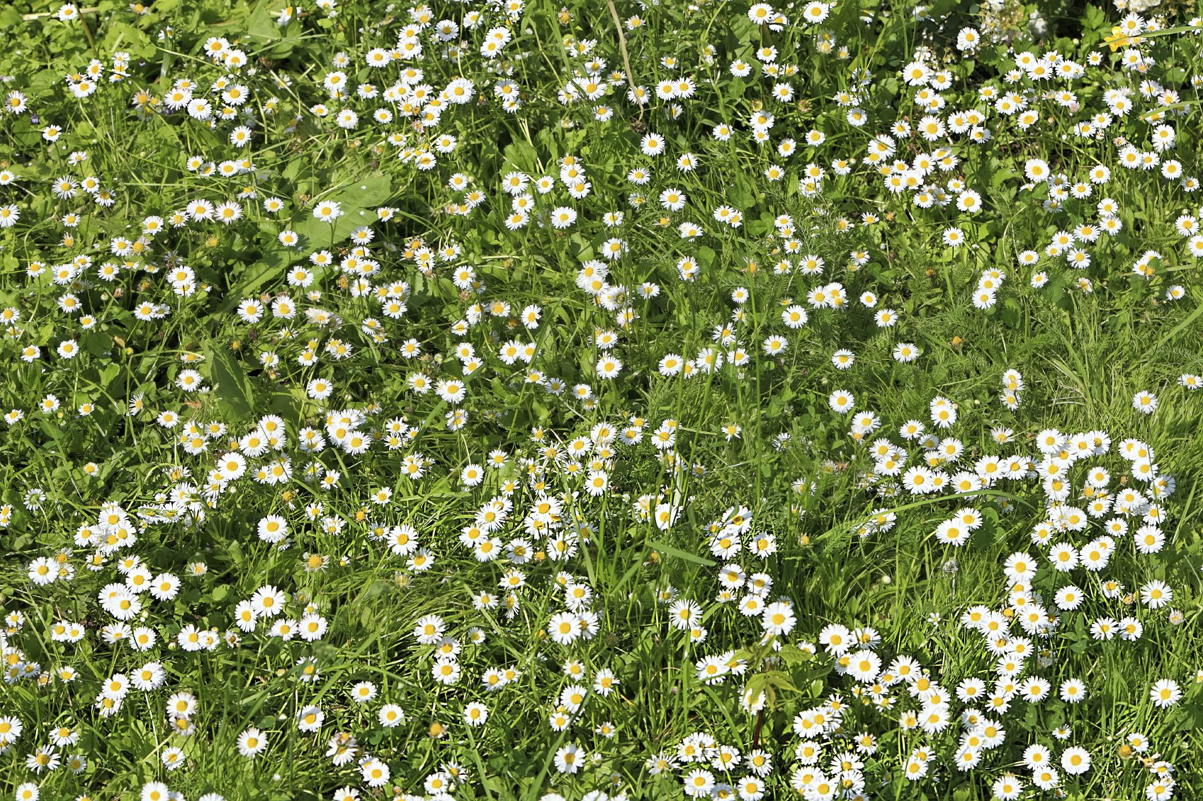 Chamomile Lawn, Roman Chamomile