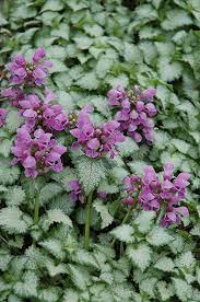 Lamium, Spotted Dead Nettle Orchid Frost