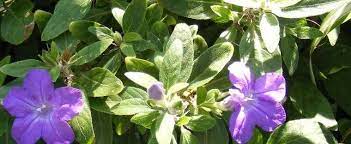 Ruellia Species, Creeping Ruellia, Trailing Ruellia, Water Bluebell