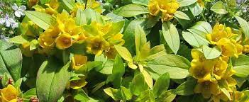 Lysimachia Species, Creeping Jenny, Dense-Flowered Loosestrife, Golden Globe Loosestrife