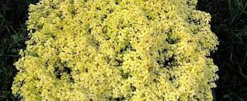 Sedum, Stonecrop, Japanese Sedum, Woodland Stonecrop Ogon