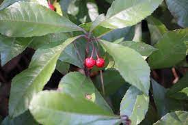 Ardisia Species, Japanese Ardisia, Marlberry