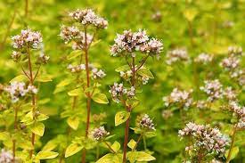 Origanum, Golden Oregano Aureum