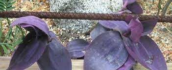 Tradescantia, Purple Heart, Purple Queen, Wandering Jew Purewell Giant