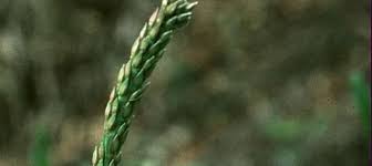 Stenotaphrum, Buffalo Grass, Charleston Grass, St. Augustine Grass