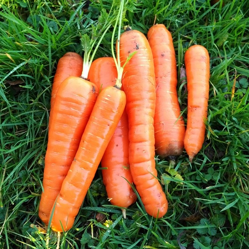 Carrot De Meaux
