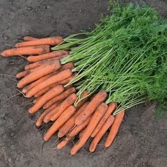 Carrot 'Negovia'