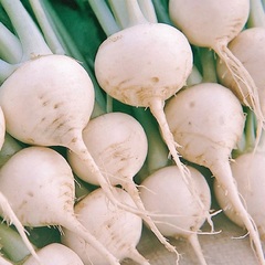 Turnip 'Early Snowball'