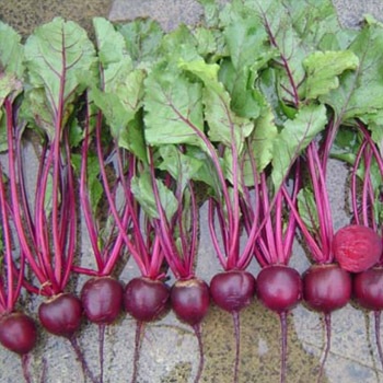 Beet Libero
