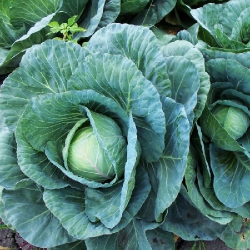 Cabbage Candissa
