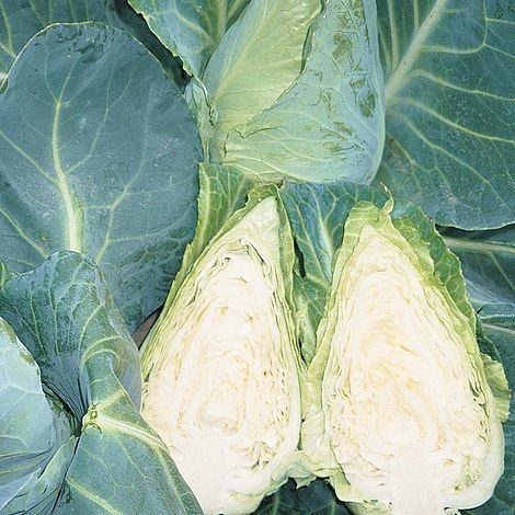 Cabbage Caramba