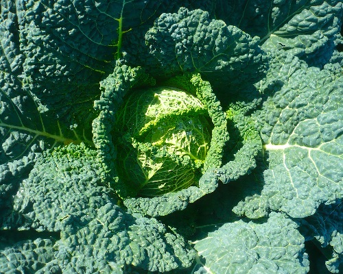 Cabbage Early Queen