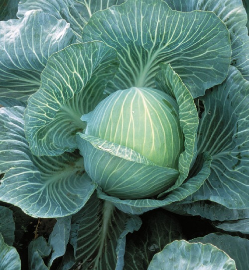 Cabbage Kilaton