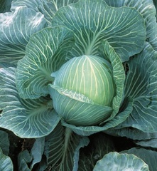 Cabbage 'Kilaton'