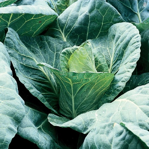 Cabbage Poet