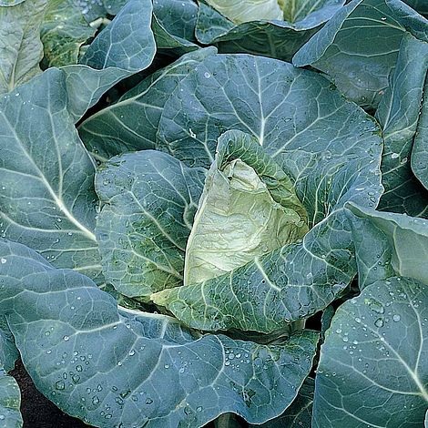 Cabbage Pyramid