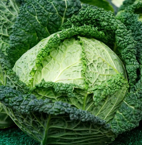 Cabbage, Savoy Resolution