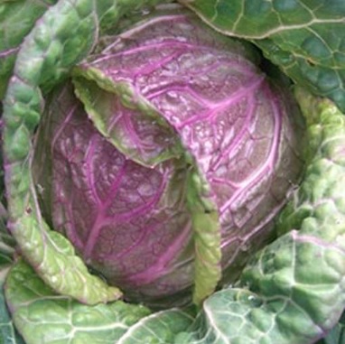 Cabbage, Savoy Di Verona
