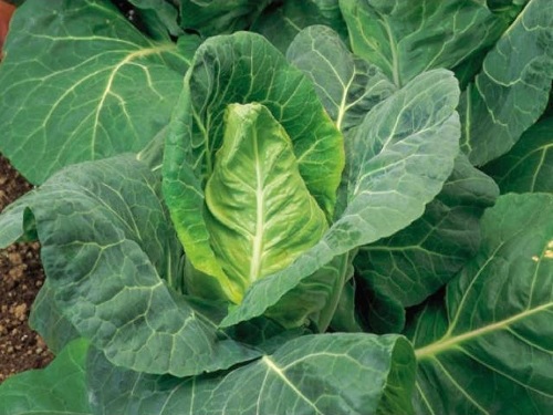 Cabbage Spring Greens Mastergreen