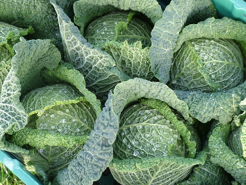 Cabbage, Savoy Traviata