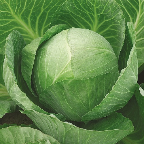 Cabbage Vivaldi