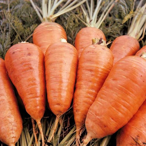 Carrot Early Market