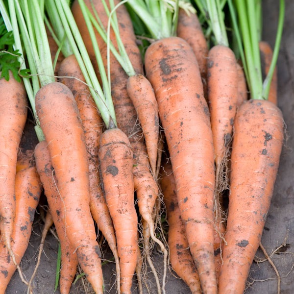 Carrot Eskimo