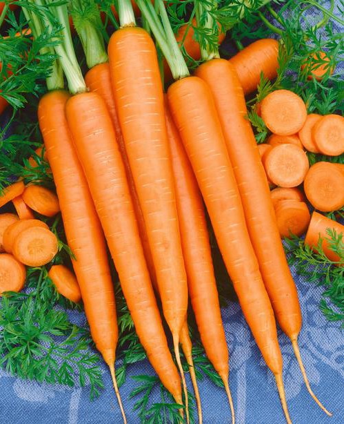 Carrot Long Imperator #58
