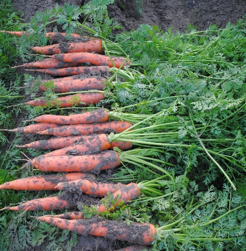Carrot Maxima