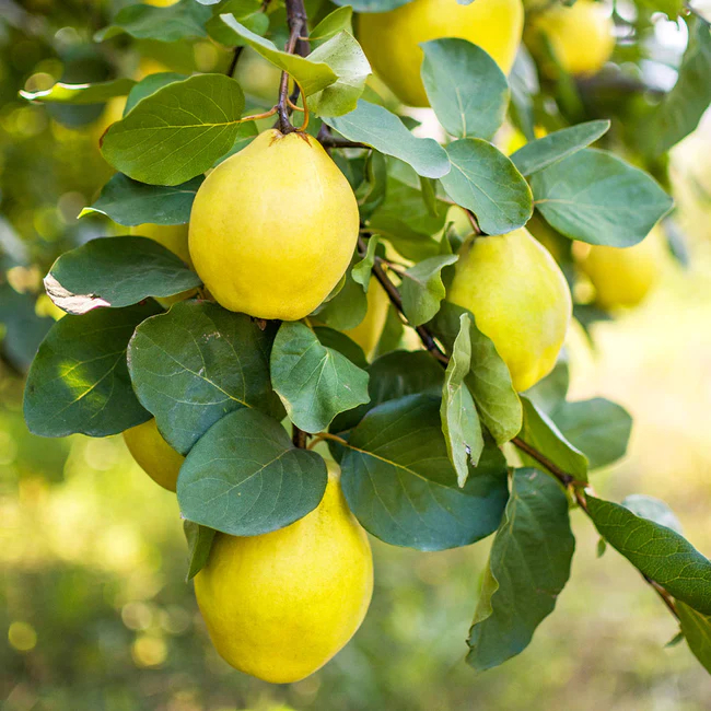 Quince, Fruiting Quince Pineapple