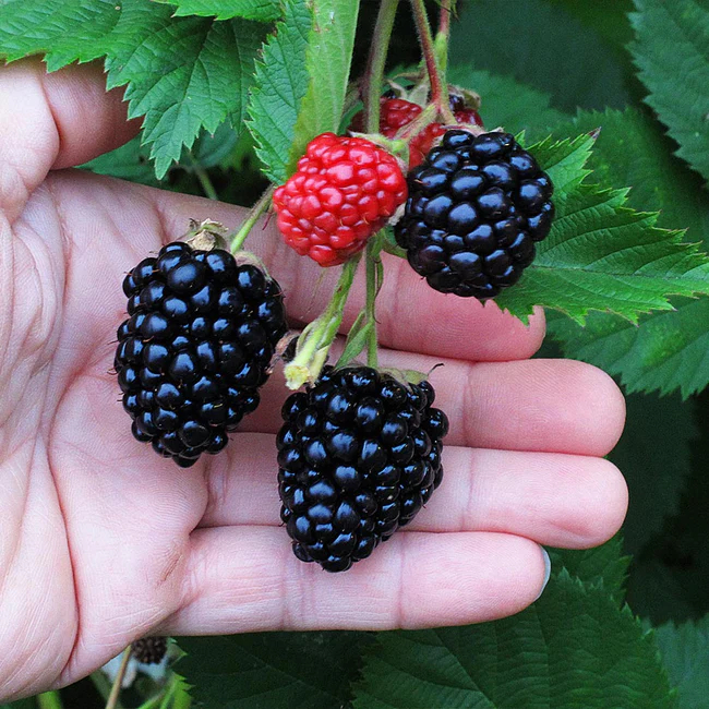 Blackberry Triple Crown